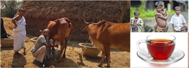 World Milk day :Can West Bengal become Gujarat of East India ?