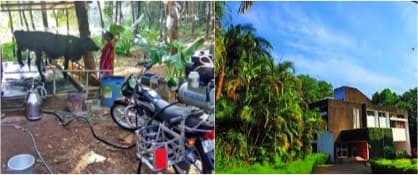 Low-cost milking machines to offset high labour costs of dairy farmers