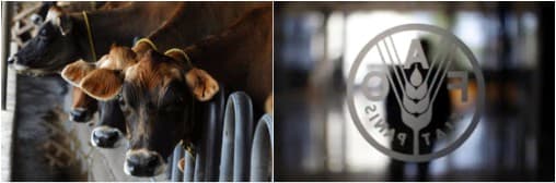 The FAO Dairy Price Index in August marginally down from July