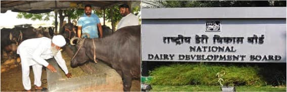 NDDB will give financial and technical support to dairy farmers in Punjab