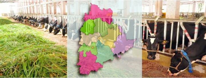 Milk production increased by about 30% in Telangana since 2014