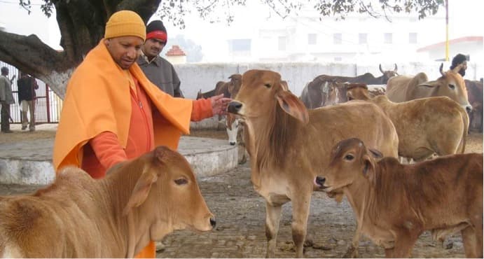 UP Sets record Contributed Highest In India’s Milk Production