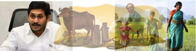 YS Jagan Mohan Reddy will launch distribution of dairy cattle on Nov 26