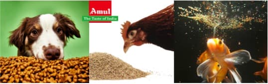 Amul Dairy taps fast-growing poultry , fish feed and pet food