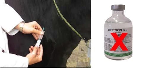 5 dairy owners in Palanpur booked for using oxytocin on buffaloes