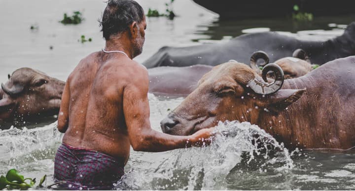 Buffalo milk and meat could both help double dairy farmers income