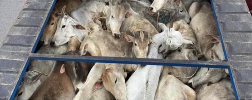 First-ever credit guarantee scheme for livestock sector launched
