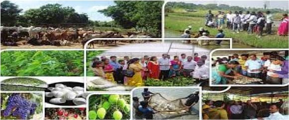 India’s dairy sector seriously needs government’s care