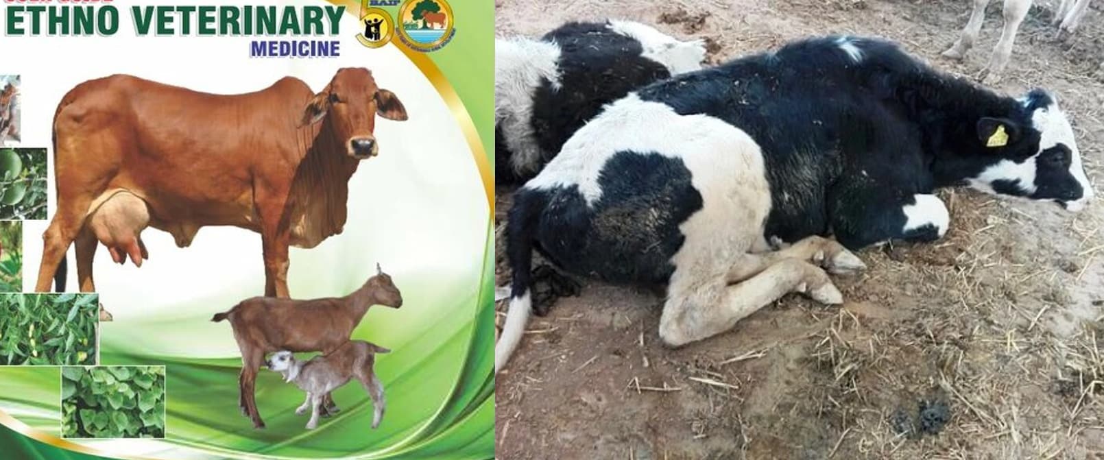 Dairy farmers in the dark about herbal remedies to treat cattle