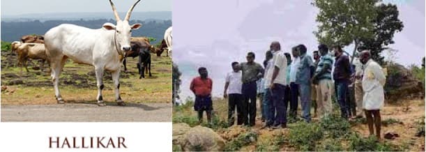 Forest department set to launch organic Hallikar cow milk