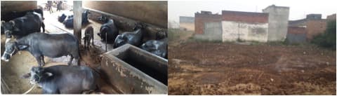 Illegal dairies thrive in Yamunanagar, Jagadhri residential areas