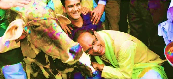 Dairy Farmers Rearing Indigenous Cows Will Get Rs. 900 per Month in MP