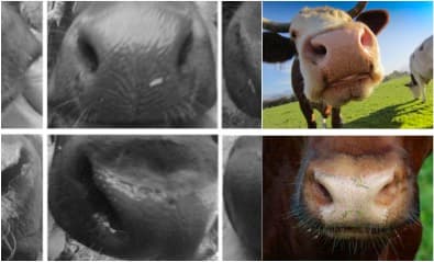 Cattle identification through facial recognition using muzzle printing