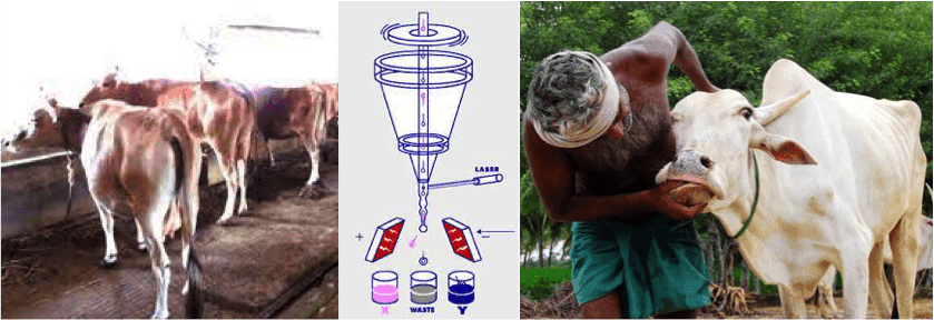 Odisha government has launched the Sex Sorted Semen’ technology