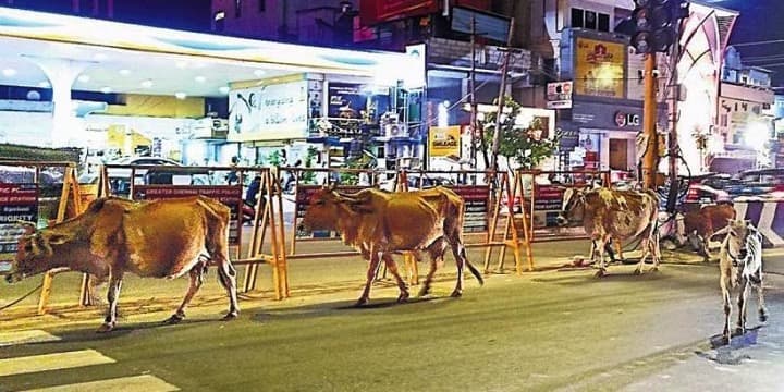 Stray cattle menace , your dairy hurdles on Chennai roads