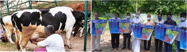 Telangana state dairy federation offers new schemes for dairy farmers