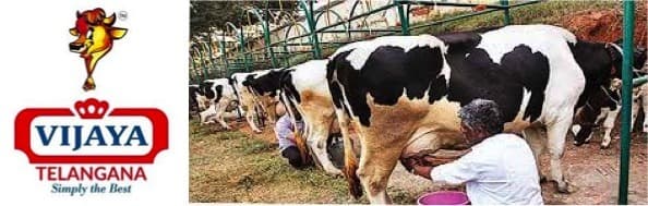 Vijaya Dairy hike farmer’s prices to 41.64 for buff and 32.64 for cow milk