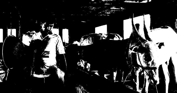 Why Maharashtra’s milk cooperatives are in crisis