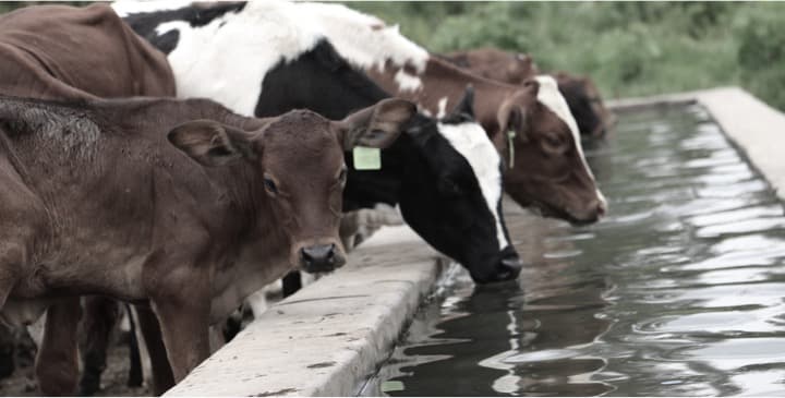 Inside Rwanda’s new $100 million dairy project