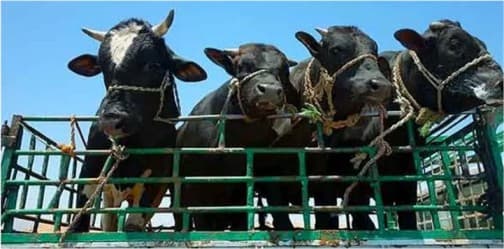 94% acquittal rate under Haryana’s cow slaughter law in Nuh