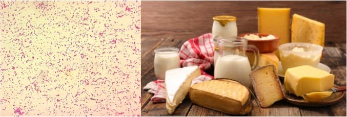 Study shows Brucella problem for raw dairy products in Tunisia