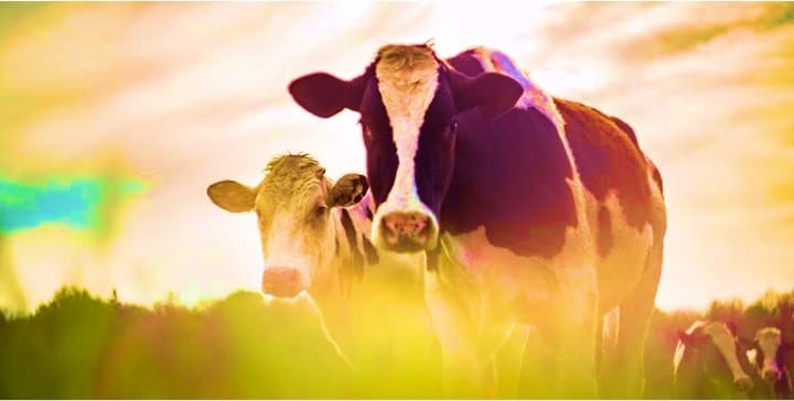 Feeding the world: A dairy perspective
