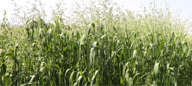 Fodder challenges offer much food for thought Bydairynews7x7@gmail.com