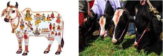 Assam: After fuel and LPG, milk set to get costlier in Guwahati