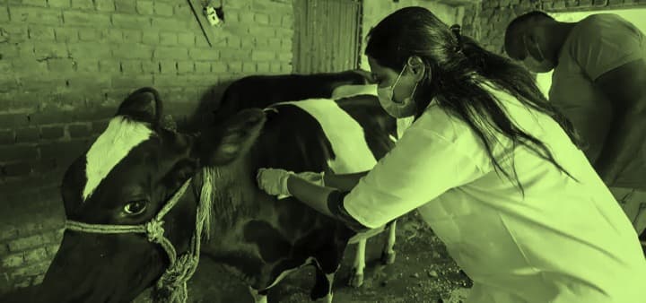 Lumpy Skin Disease: Are we staring at a milk drought in Maharashtra?