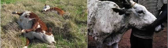 Lumpy skin disease has killed over 7,300 animals so far