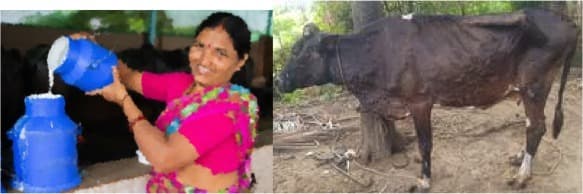 Lumpy skin disease had marginal impact on India’s milk output in FY23