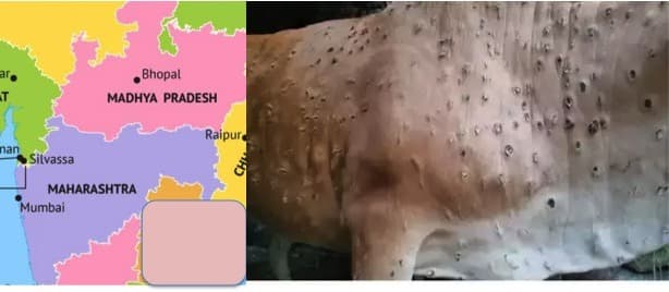 Fast-spreading lumpy disease hits milk output