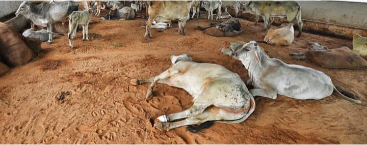 Lumpy skin disease virus different from 2019 version