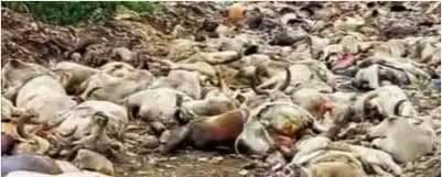 Milk collection drops in Gujarat as cattle disease spreads to more areas