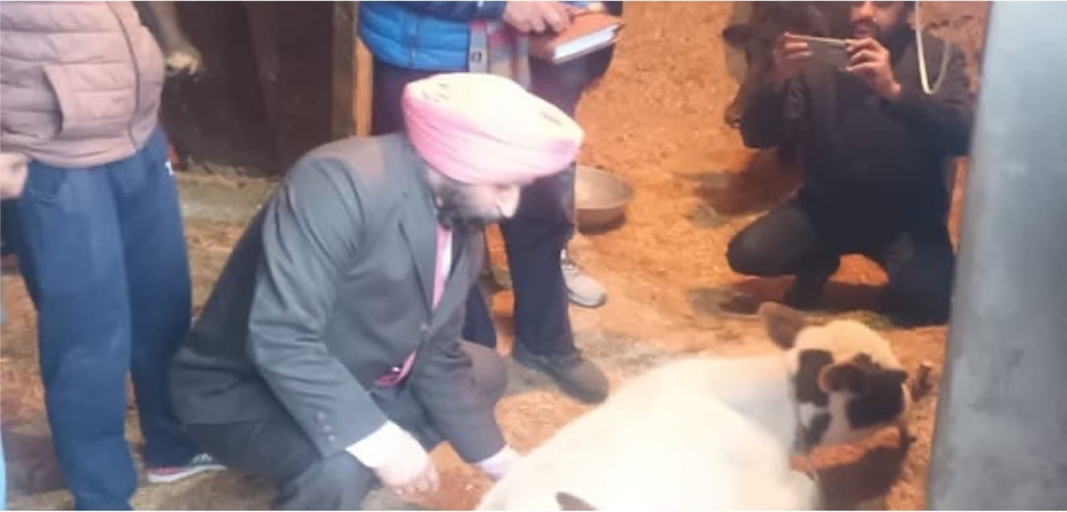 Dairy farmers panic as mysterious disease kills 62cattle at Bhatinda