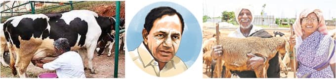 Telangana State to offer insurance to dairy farmer’s and shepherds’ livestock