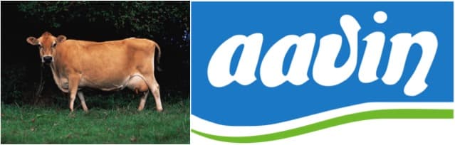 TN dairy farmers to get 2 lakh jersey cows to keep milk flowing