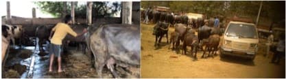 Animal Equality Investigating and Exposing Abuse to Buffaloes