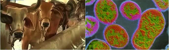 Dairy farmers in AP cautioned against brucellosis among livestock