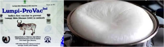 Pasteurised, boiled milk safe, avoid raw produce’