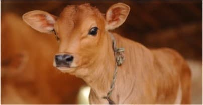 Study finds human contact linked to happier, healthier dairy calves