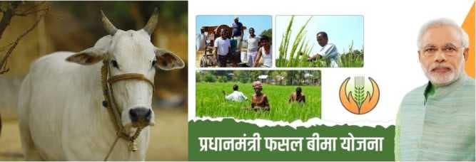 Centre mulls rehaul of livestock insurance scheme