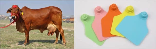 Tagging of animals important for disbursement of milk subsidy