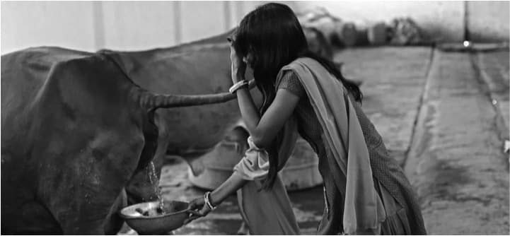 Baghel govt. digs its toes in politics of cow urine