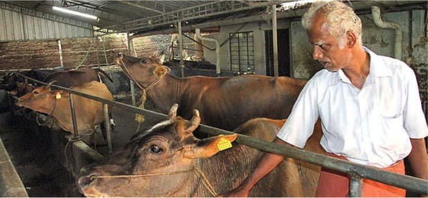 Curcumin compound protects cattle from diseases: study