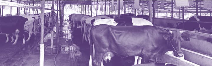 Licensing rules for dairy and poultry farms to be liberalised in Kerala