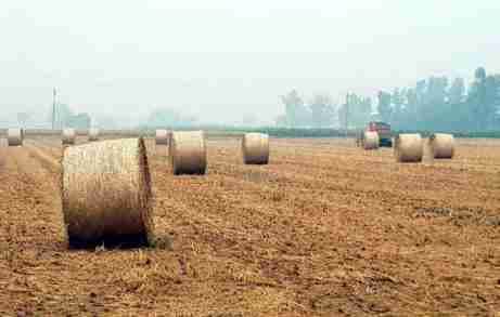 Farmers, dairy owners wary of steep hike in fodder prices
