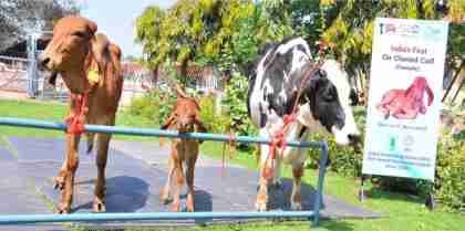 NDRI-Karnal Produces India’s First Cloned Gir Calf