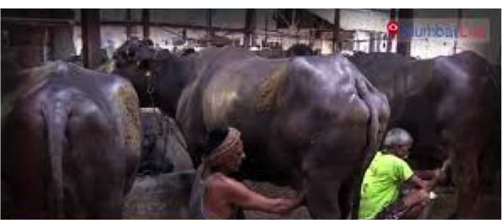 Fresh milk rates to rise by Rs 7/litre in Mumbai during Ganeshotsav