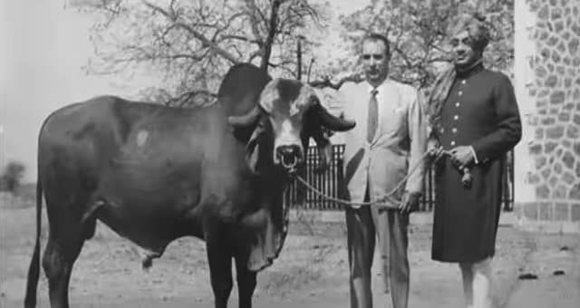 India imports Gir Bull semen from Brazil to improve productivity